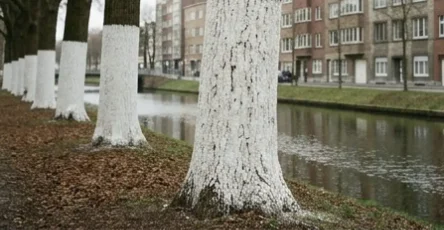 Pourquoi peint on les troncs darbres en blanc.jpg