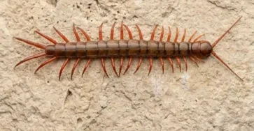 Si vous trouvez un mille pattes chez vous voici ce que cela signifie.jpg