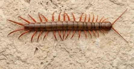 Si vous trouvez un mille pattes chez vous voici ce que cela signifie.jpg