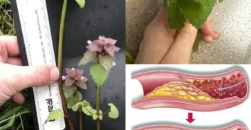 Vous avez sans doute deja apercu cette plante pousser un peu partout sans jamais soupconner sa puissance insoupconnee.jpg