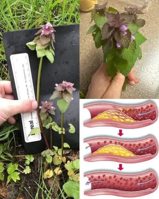 Vous avez sans doute deja apercu cette plante pousser un peu partout sans jamais soupconner sa puissance insoupconnee.jpg