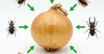 Comment utiliser les oignons a la maison des idees naturelles pour eloigner les nuisibles.jpg