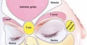La cartographie du visage ce que votre peau devoile sur votre etat de sante.jpg