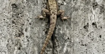 Le matin je suis sortie sur le balcon et jai remarque quelque chose detrange qui bougeait a linterieur du mur.jpg
