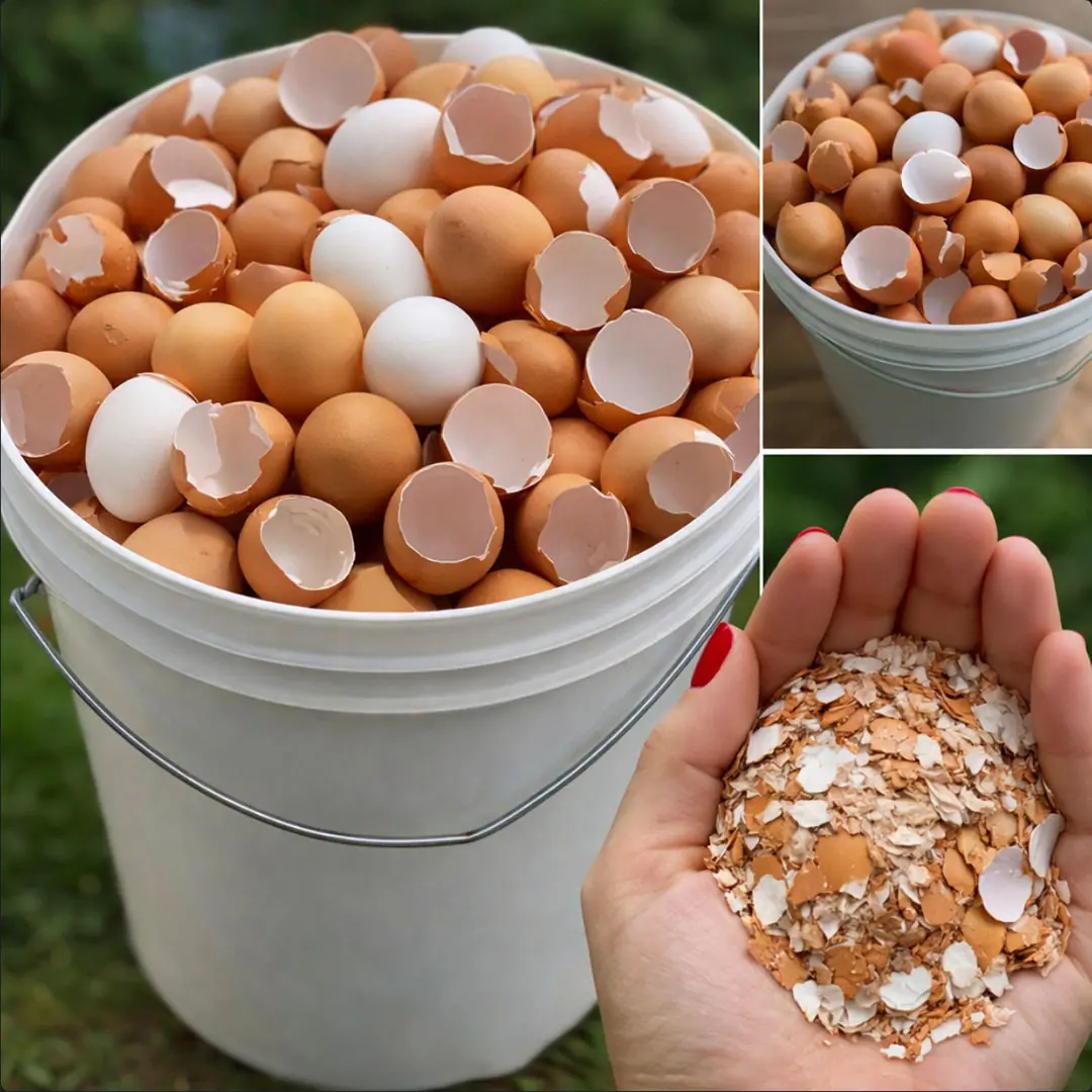 Pourquoi faire bouillir les coquilles doeufs 1.jpg