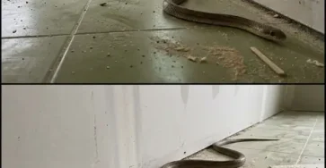 Quand un serpent entre chez vous que signifie reellement cela et que faire.jpg