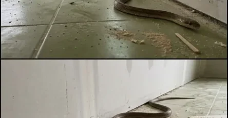 Quand un serpent entre chez vous que signifie reellement cela et que faire.jpg