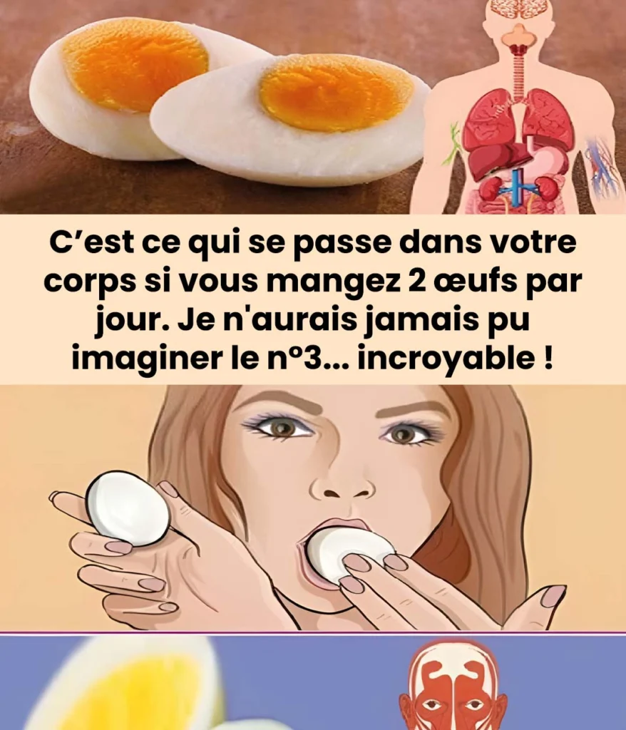 Que se passe t il dans le corps si vous mangez deux oeufs par jour 878x1024.jpg